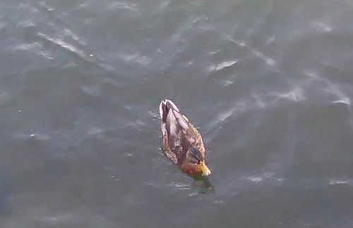 Férias felizes em família/com amigos - Foto 37