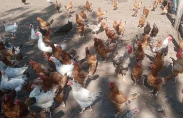 Gospodarstwo agroturystyczne - Foto 18