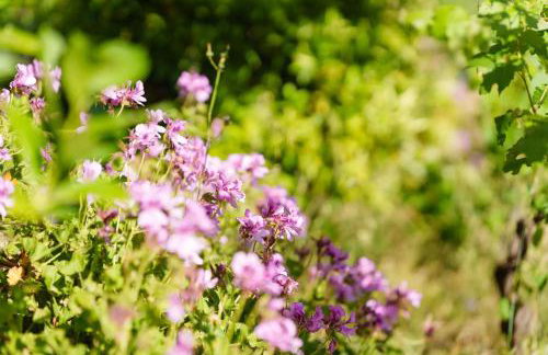 Cozy studio in Valencia de Alcántara 25 m² lovely garden - Foto 35