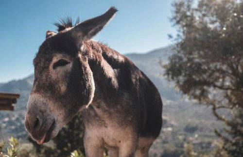 Sa Pedrissa - Foto 14