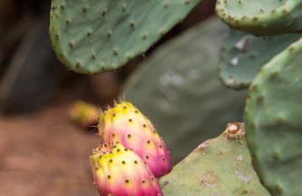 Villa Dafne - Foto 34