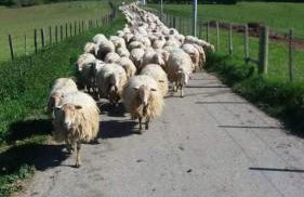 Gîte à la Ferme Larranda - Foto 11