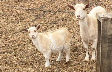 Serene Stay in North Carolina!! - Foto 36