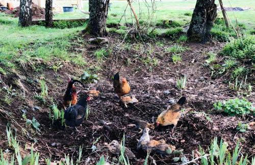 Das Falken Nest - Foto 15