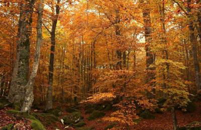 I Due Ciliegi - Foto 51