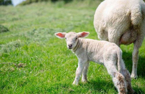 Lavender Cottage - Foto 19