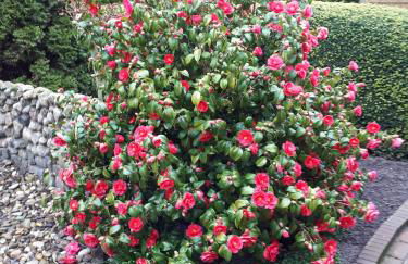 Günstige Wohnung in Ostfriesland auch für die kleine Familie - Photo 12