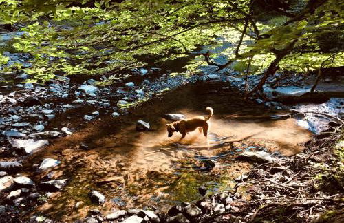 Romantic Glamping Getaway in a Pet Friendly Caravan, Ideal to Explore Hudson Valley - Foto 15