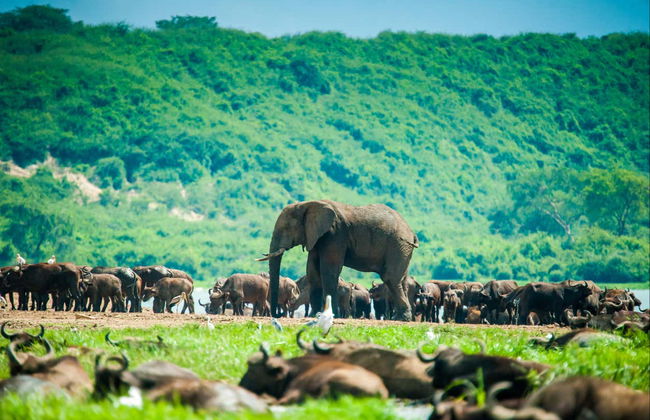 Uganda Tour Package: 10 Days - Photo 7