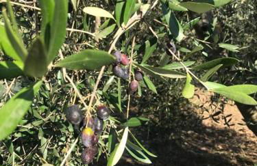 Agriturismo Il Sorbino - Appartamento da Cocca - Foto 27