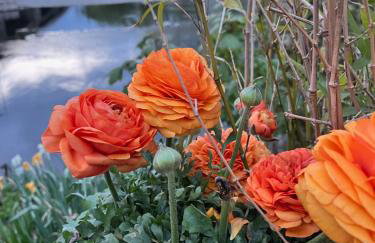 By the River - Foto 7