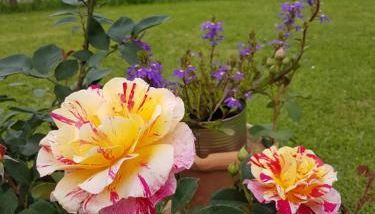 Agriturismo La Selva - Foto 5, Garden