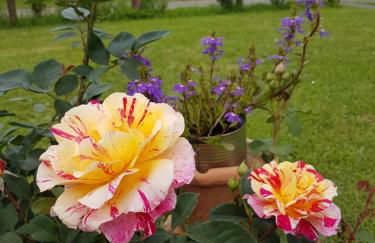 Agriturismo La Selva - Foto 5