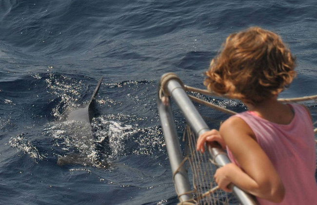 Observation de dauphins à Benalmádena - Photo 4