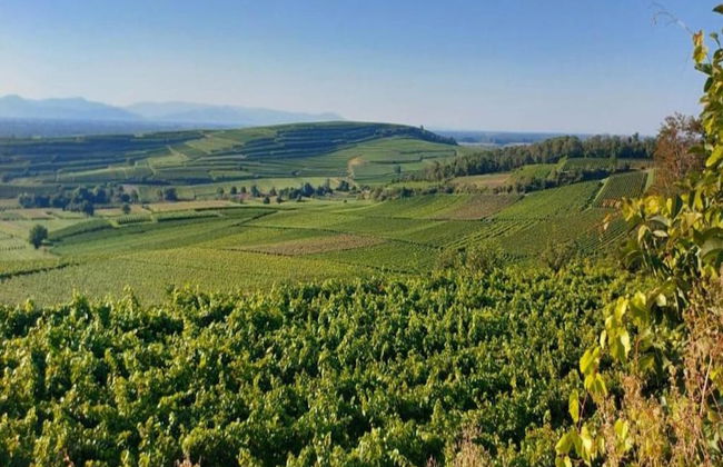 Holiday Apartment Monet in Oberrotweil - Foto 23