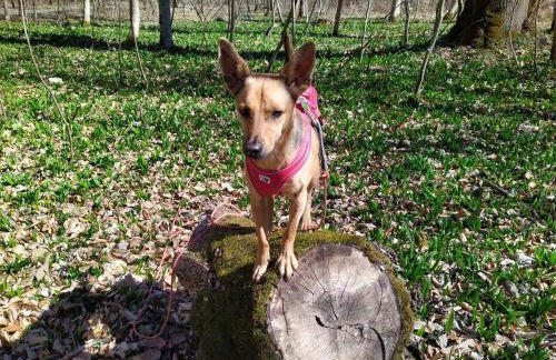 Ferienwohnung Rötzer - Foto 7