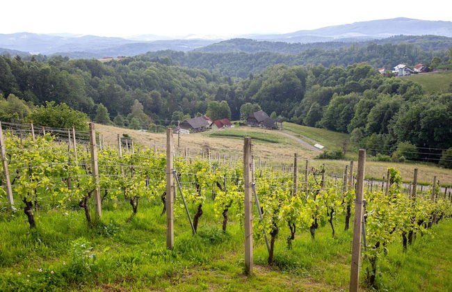 Apartment at the Vesel Homestead, Local Experience - Foto 6