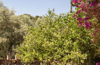 Agroturismo Son Marge - Photo 25