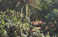 Apartamentos Correhuela - Foto 12