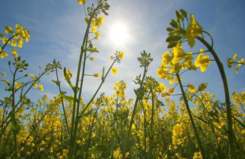Ferienresidenz Kap Arkona Ferienwohnung 12 - Foto 16