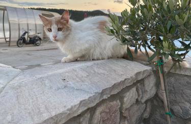 Haris Suites - Photo 10