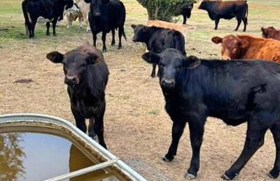 Dove Haus at the Double Diamond Ranch - Foto 20