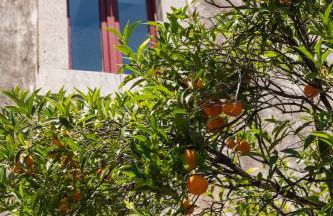 Villa Franca La Casina - Foto 6