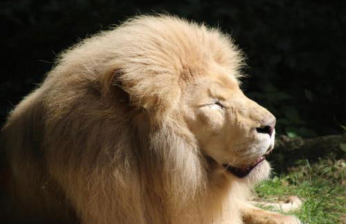 Gîtes à l'ombre des chênes - Foto 20