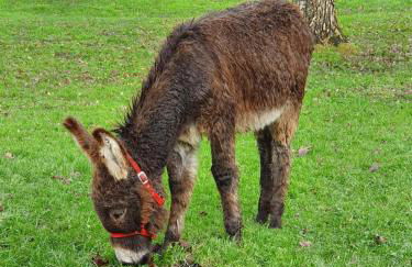 Les Gites de Claire - Foto 36