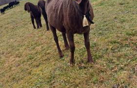 Bauernhaus Jocher - Foto 26