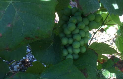 Gîte champenois les voisins - Foto 12