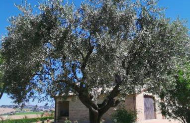 Villa Giulia, a splendid farmhouse in the Marche region - Foto 79