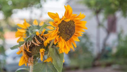 Apartment Softić - Foto 4, Garden