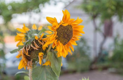 Apartment Softić - Foto 4