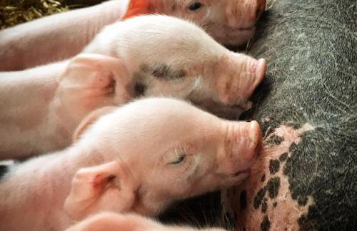 La Noce di Creta - Photo 41