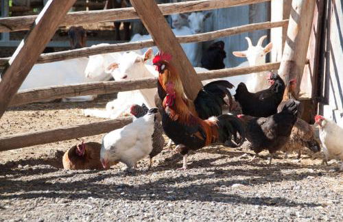 App Unterhoezlhof - Foto 23