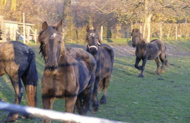 Located Near Maastricht Towards the Belgium Border - Foto 67