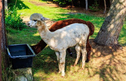 Zielona Zagroda Agnieszka Połeć - Foto 22