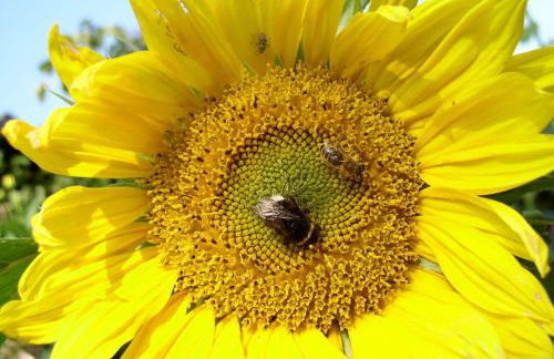 Apartment Appartement mit Wallbox by Interhome - Foto 45