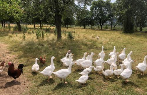 Ferienwohnung auf dem Bauernhof in Hachenburg Hof Kleeberg I Man kann ein Appartment mit Bad zubuchen - Foto 30