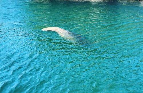 Villa Bella Newly Remodeled With Private Dock and Pool & Cabana Club Access - 7 night minimum stay - Foto 29