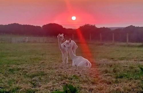 Secluded Converted Horsebox Retreat in Welcombe - Foto 37