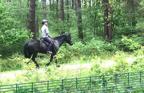 Forest View at Oakdene Forest Park - Leisure Passes Included! - Foto 22