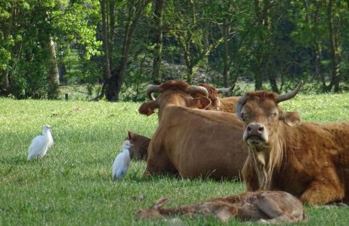 Marais Inn, maison typique avec piscine et jardin arboré, 10 kms Niort - Foto 30