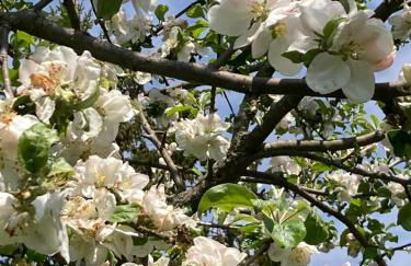 Oberstöberl - Foto 26