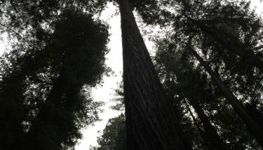 Redwood Castle 2 bed retreat - Foto 3