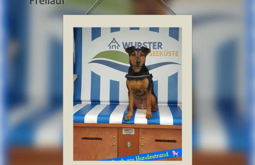 Nordsee direkt Garten Hallenbad und Sauna Strandkorb in der Saison - Foto 23