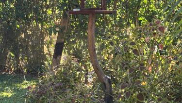 Acorde com o canto dos passaros - Foto 4