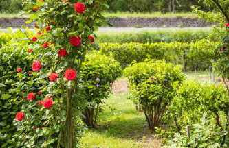 Clos Fleuri : Amboise Home with Amazing Gardens - Foto 7