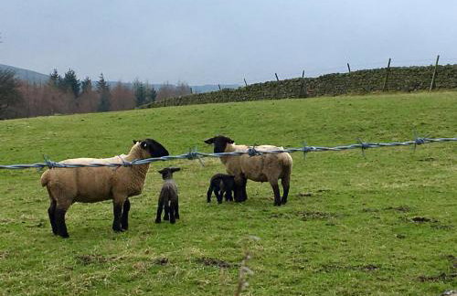 Weardale Cottage - Photo 36